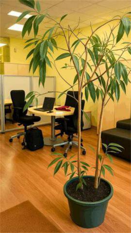 Oficina en Alquiler en La Maternitat i Sant Ramon