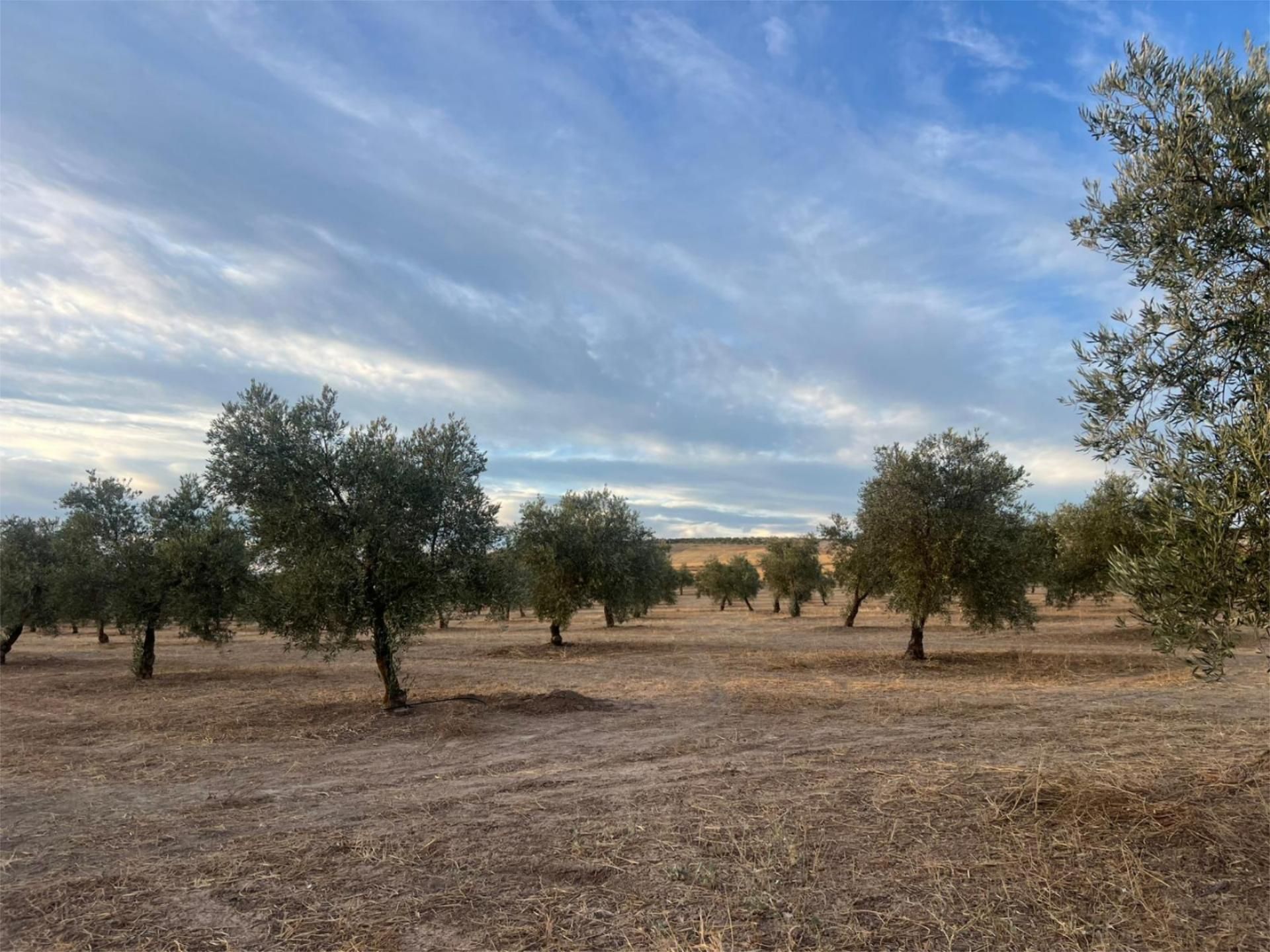 Land for sale in La Malahá