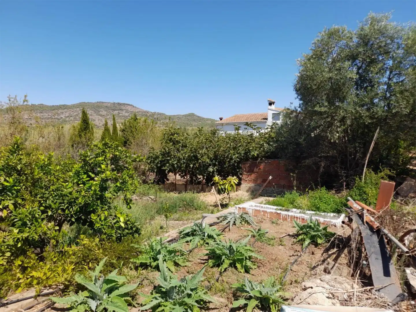 Jardín de Casa o chalet en venta en Alfarb con Terraza y Piscina