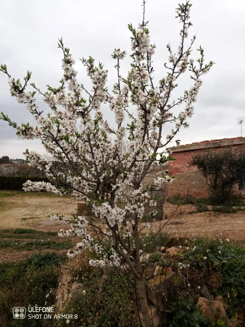 Finca rústica en venta en Carrer de Sant Pere, 1, Les Borges Blanques Jardín de Finca rústica en venta en Les Borges Blanques con Jardín privado, Terraza y Amueblado