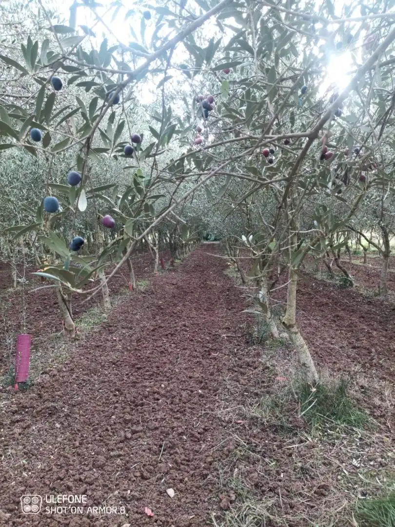 Finca rústica en venta en Carrer de Sant Pere, 1, Les Borges Blanques Jardín de Finca rústica en venta en Les Borges Blanques con Jardín privado, Terraza y Amueblado