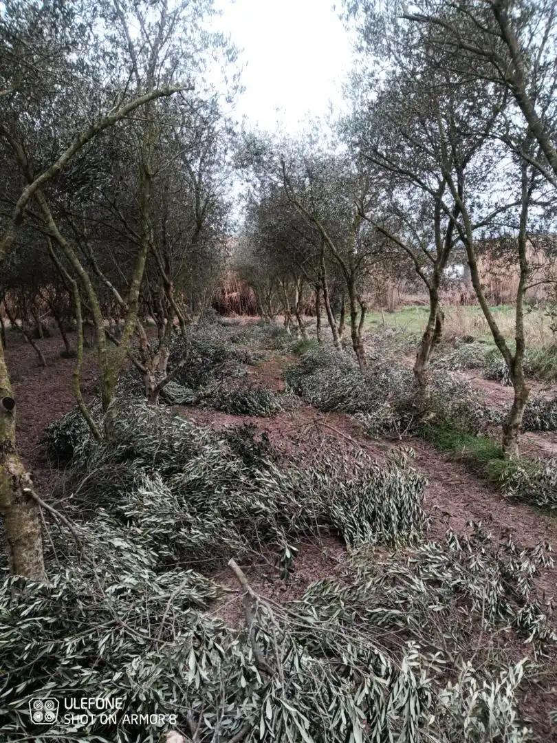 Finca rústica en venta en Carrer de Sant Pere, 1, Les Borges Blanques Jardín de Finca rústica en venta en Les Borges Blanques con Jardín privado, Terraza y Amueblado