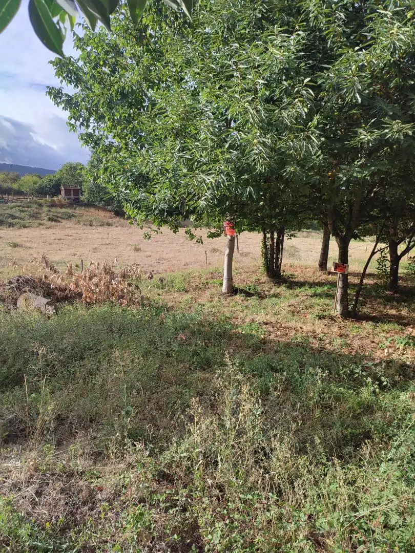 Land for sale in Vilar de Barrio