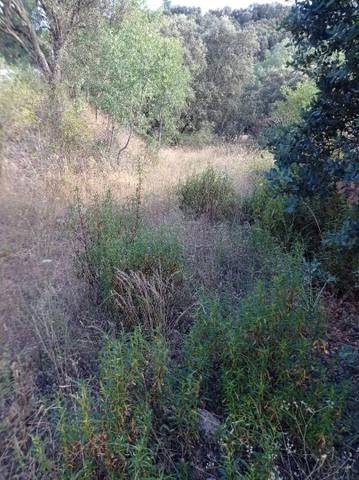 Finca rústica en Venta en Diseminado Presa el Villar, 1A en Puentes Viejas