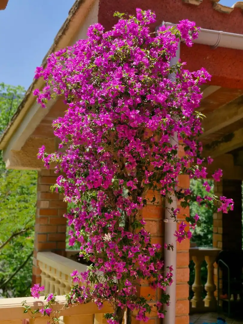 Casa o xalet en venda a Carrer del Picaio, 7, Barx Jardí de Casa o xalet en venda en Barx amb Aire condicionat, Calefacció i Jardí privat