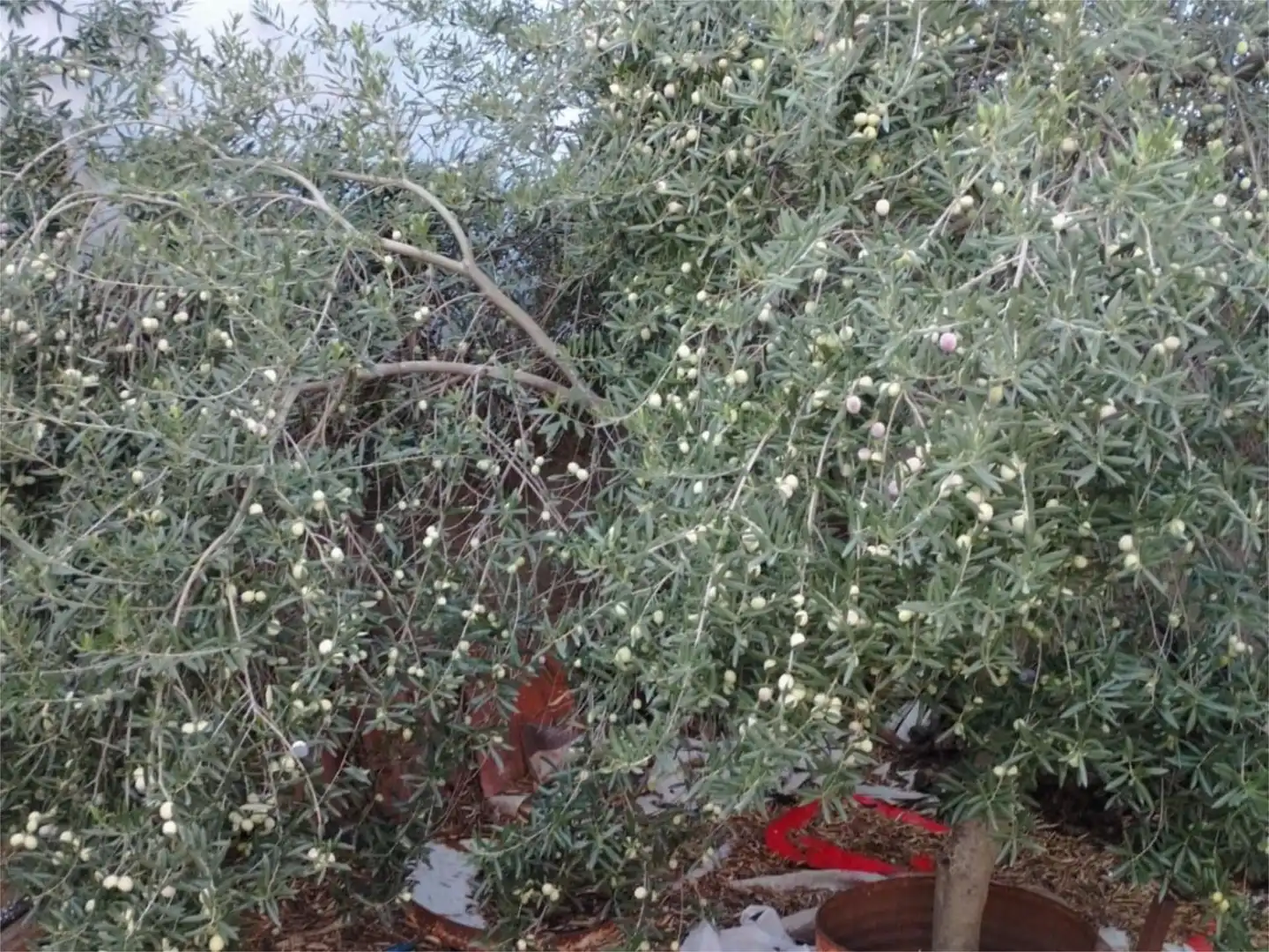Jardí de Pis en venda en Villaralto amb Jardí privat, Traster i Moblat