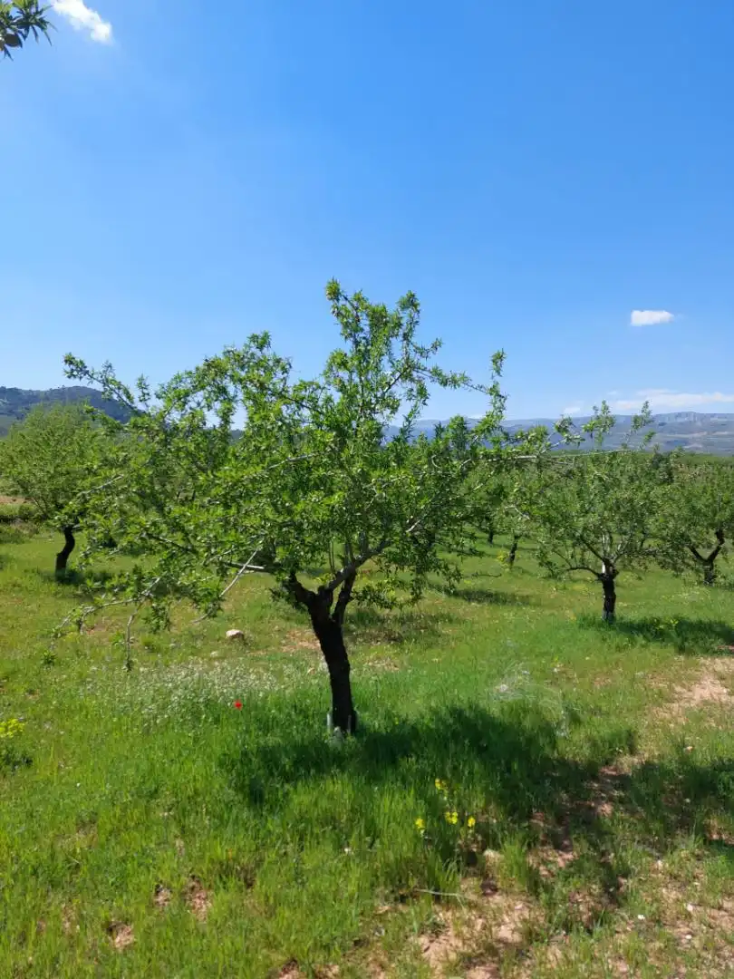 Garden of Country homes for sale in La Peza
