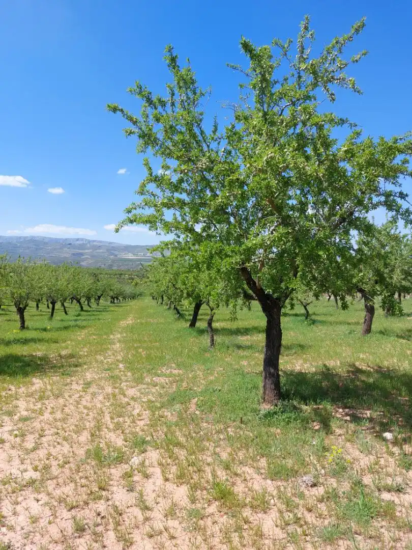 Garden of Country homes for sale in La Peza