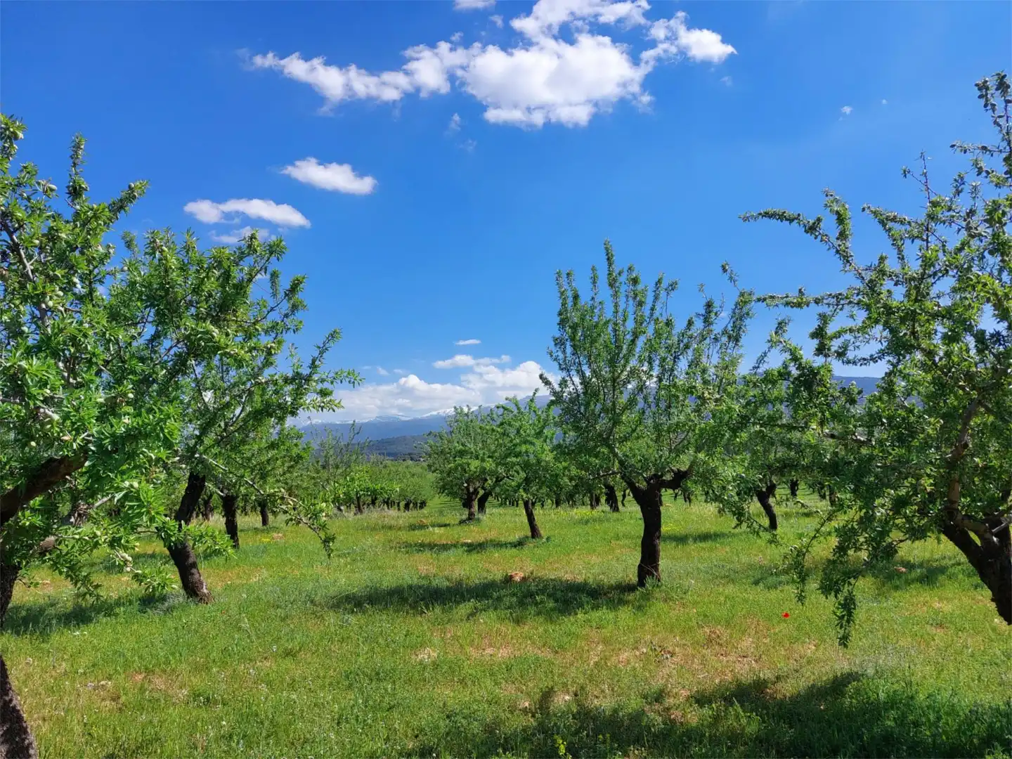Country homes for sale in La Peza