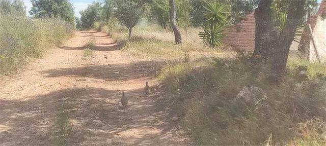 Casa-chalet en Alquiler en Castellar de Santiago