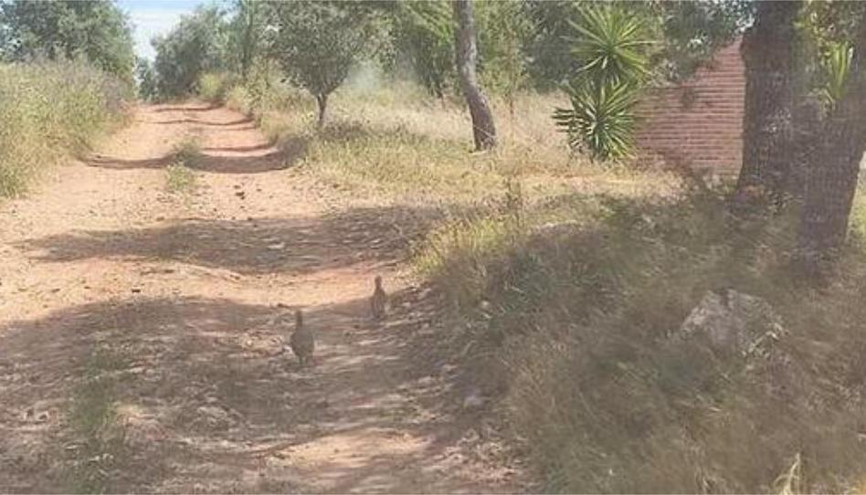 Photo 1 of House or chalet to rent in Castellar de Santiago, Ciudad Real