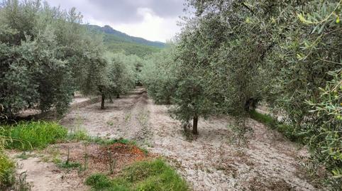 Photo 3 of Land for sale in Caserio Provencio, 8, Moratalla, Murcia