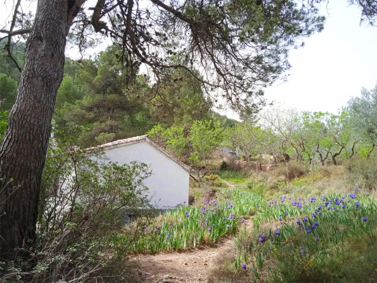 Finca rústica en venda a CV-797, 73, Centre - Zona Alta Jardí de Finca rústica en venda en Alcoy / Alcoi amb Jardí privat, Terrassa i Traster