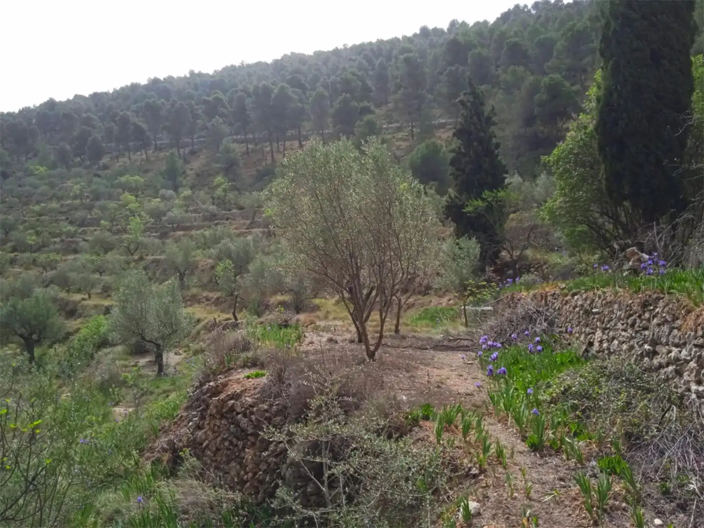 Finca rústica en venda a CV-797, 73, Centre - Zona Alta Finca rústica en venda en Alcoy / Alcoi amb Jardí privat, Terrassa i Traster