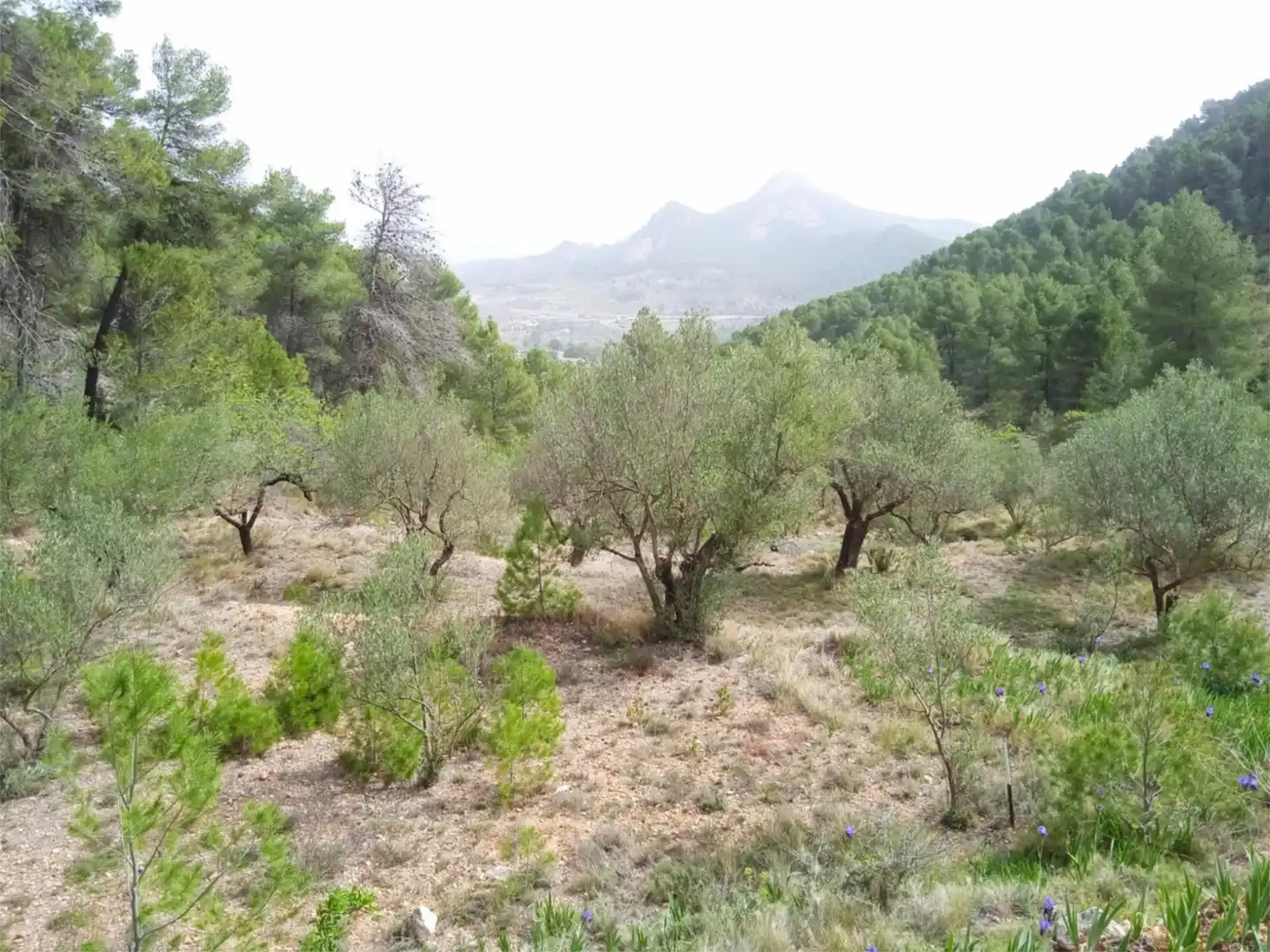 Finca rústica en venda a CV-797, 73, Centre - Zona Alta Finca rústica en venda en Alcoy / Alcoi amb Jardí privat, Terrassa i Traster