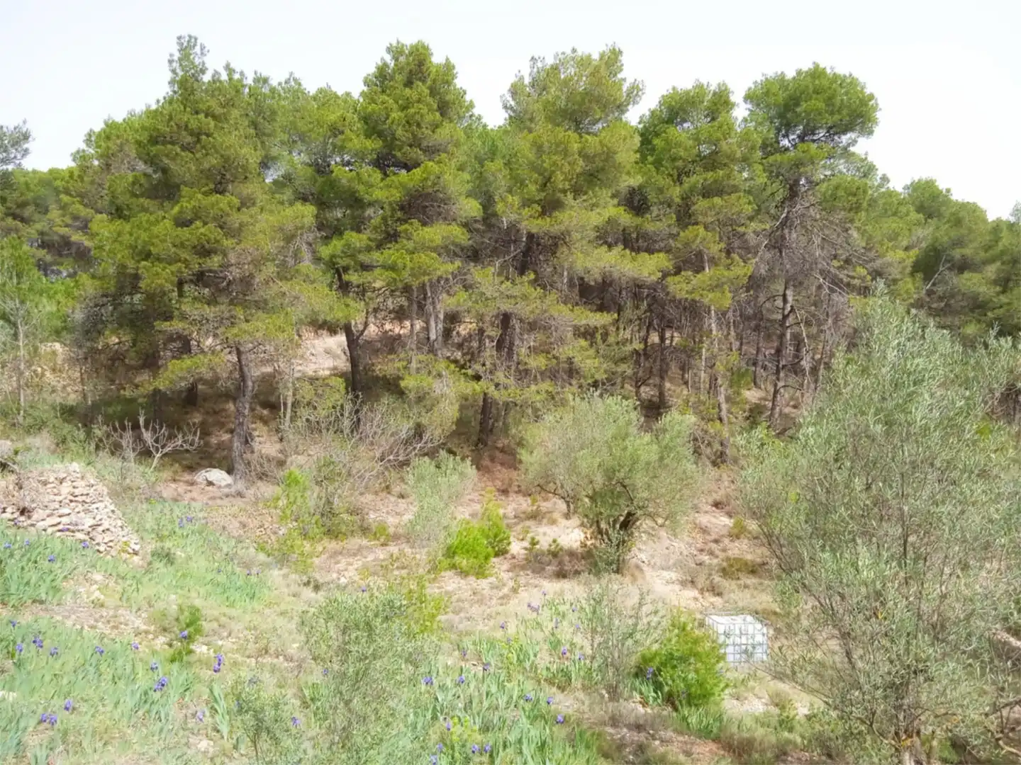 Finca rústica en venda a CV-797, 73, Centre - Zona Alta Finca rústica en venda en Alcoy / Alcoi amb Jardí privat, Terrassa i Traster
