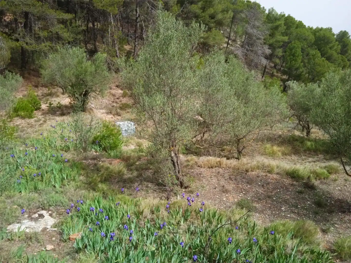 Finca rústica en venda a CV-797, 73, Centre - Zona Alta Finca rústica en venda en Alcoy / Alcoi amb Jardí privat, Terrassa i Traster
