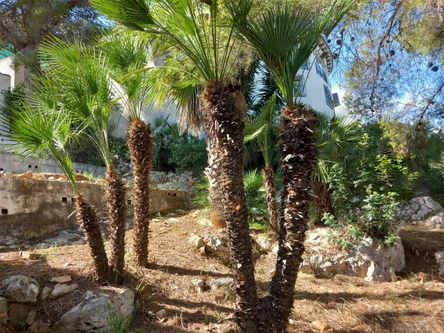 Flat for rent in Pedreguer Flat for rent in Pedreguer
