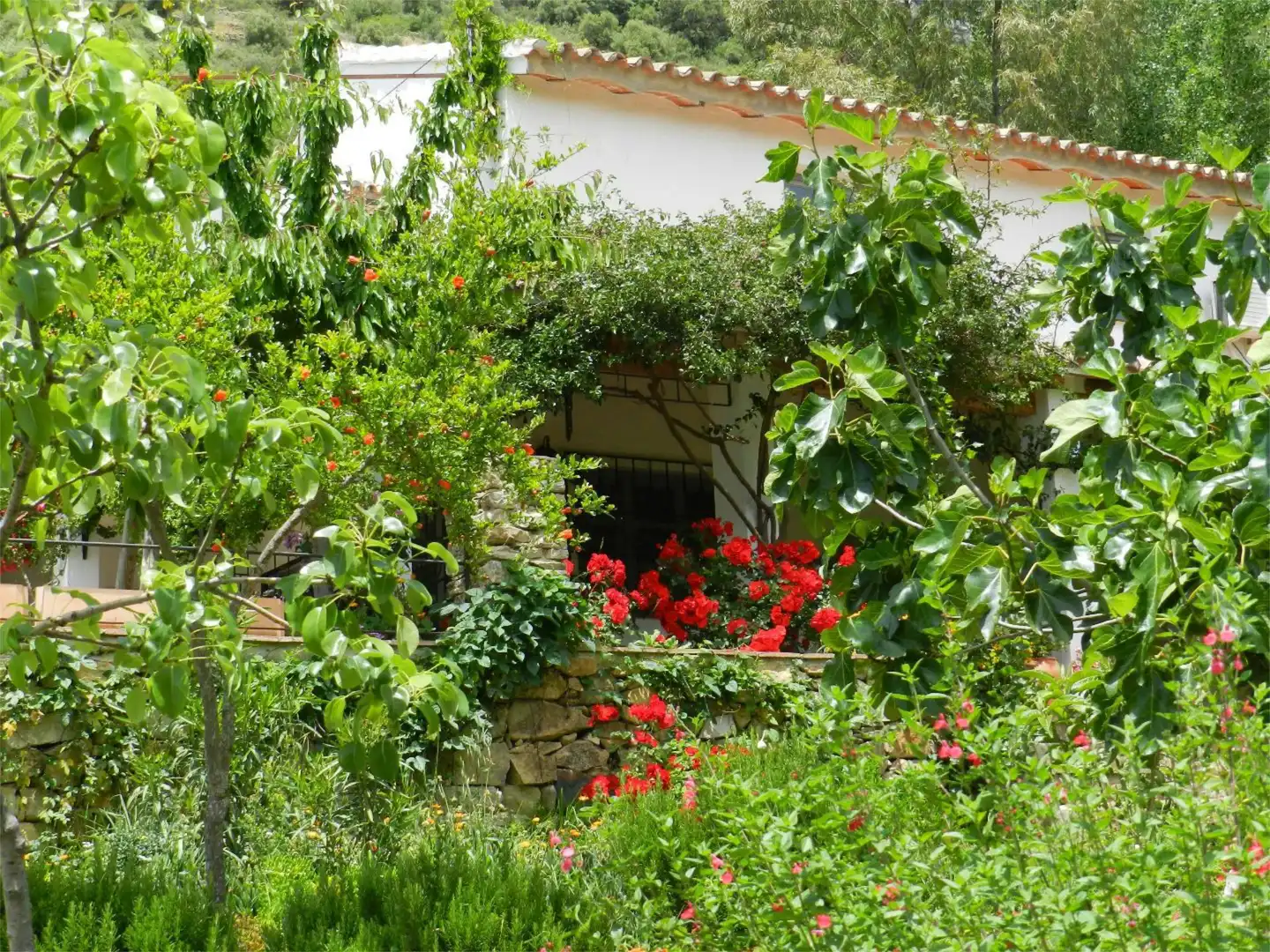 Casa o chalet de alquiler en Camino Fontana, 5, Cortes de la Frontera Jardín de Casa o chalet de alquiler en Cortes de la Frontera con Aire acondicionado, Calefacción y Jardín privado