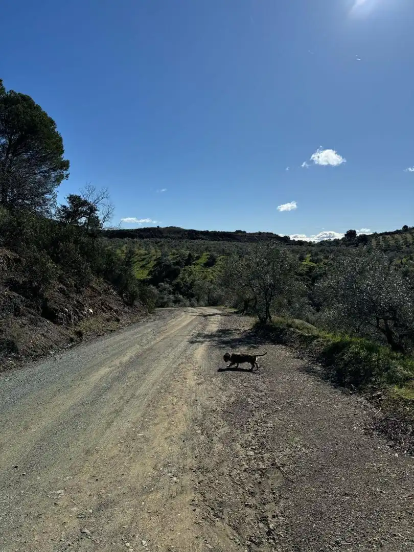 Vista exterior de Terreno en venta en Adamuz