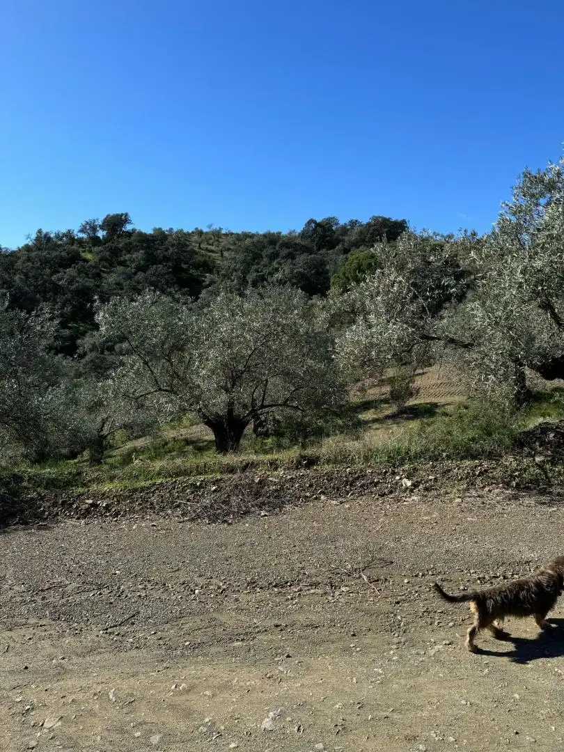 Terreno en venta en Adamuz