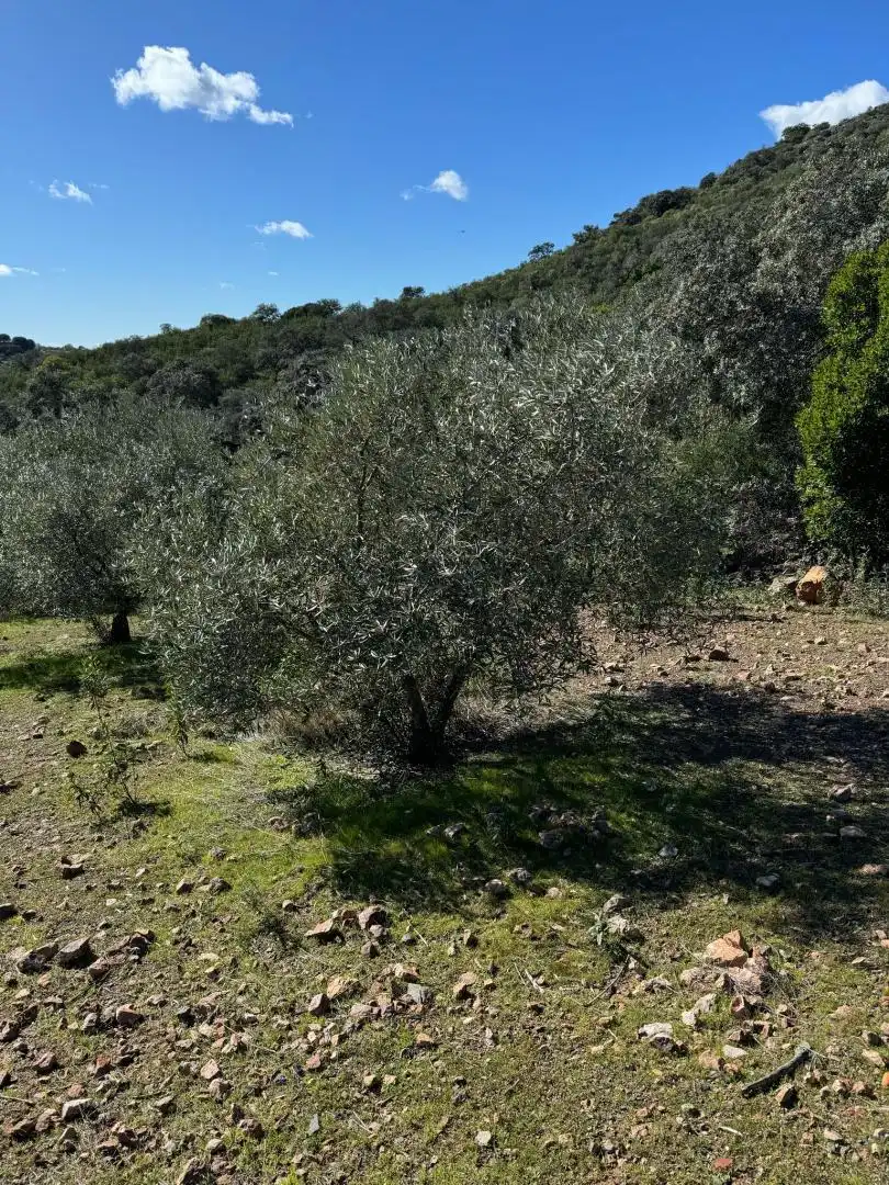Terreno en venta en Adamuz