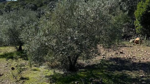 Foto 4 von Grundstücke zum Verkauf in Calle de la Fuente, 1, Adamuz, Córdoba