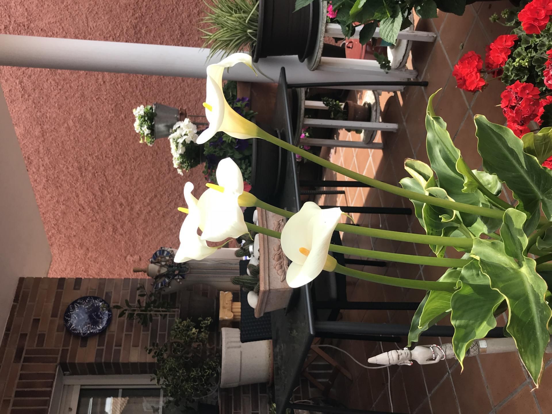 Terrace of Flat to share in Soto del Real  with Heating, Private garden and Furnished