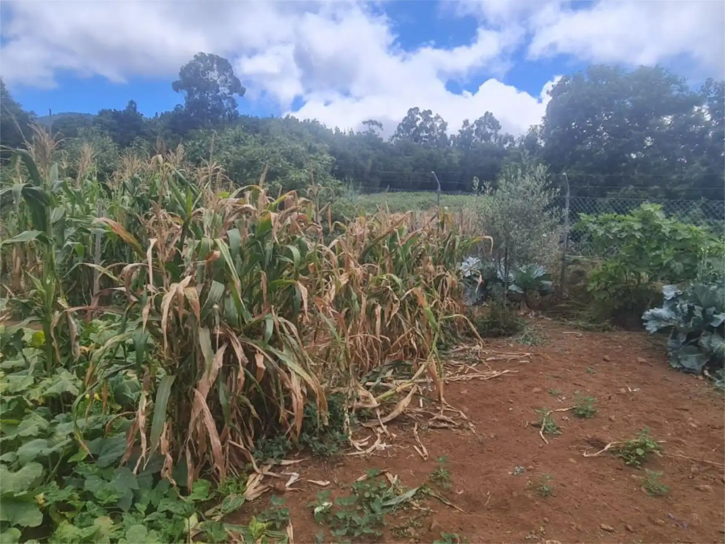 Country homes for sale in Calle Lomo Piedras, 252, El Sauzal Country homes for sale in El Sauzal with Terrace