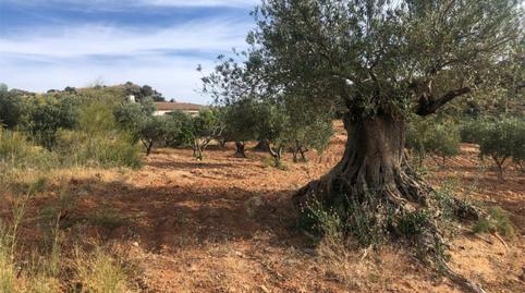 Finca rústica en venta en Calle Portugalete, 8, Ardales, Málaga - imagen 5 Foto 5 de Finca rústica en venta en Calle Portugalete, 8, Ardales, Málaga