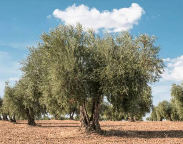 Terreno en Venta en Pasaje Callaos, 65 en San Crispín - Huerta Nueva-Estación