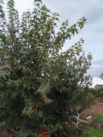 Terreno en Venta en Partida Pinella, 188 en Avenida Alemania-Italia