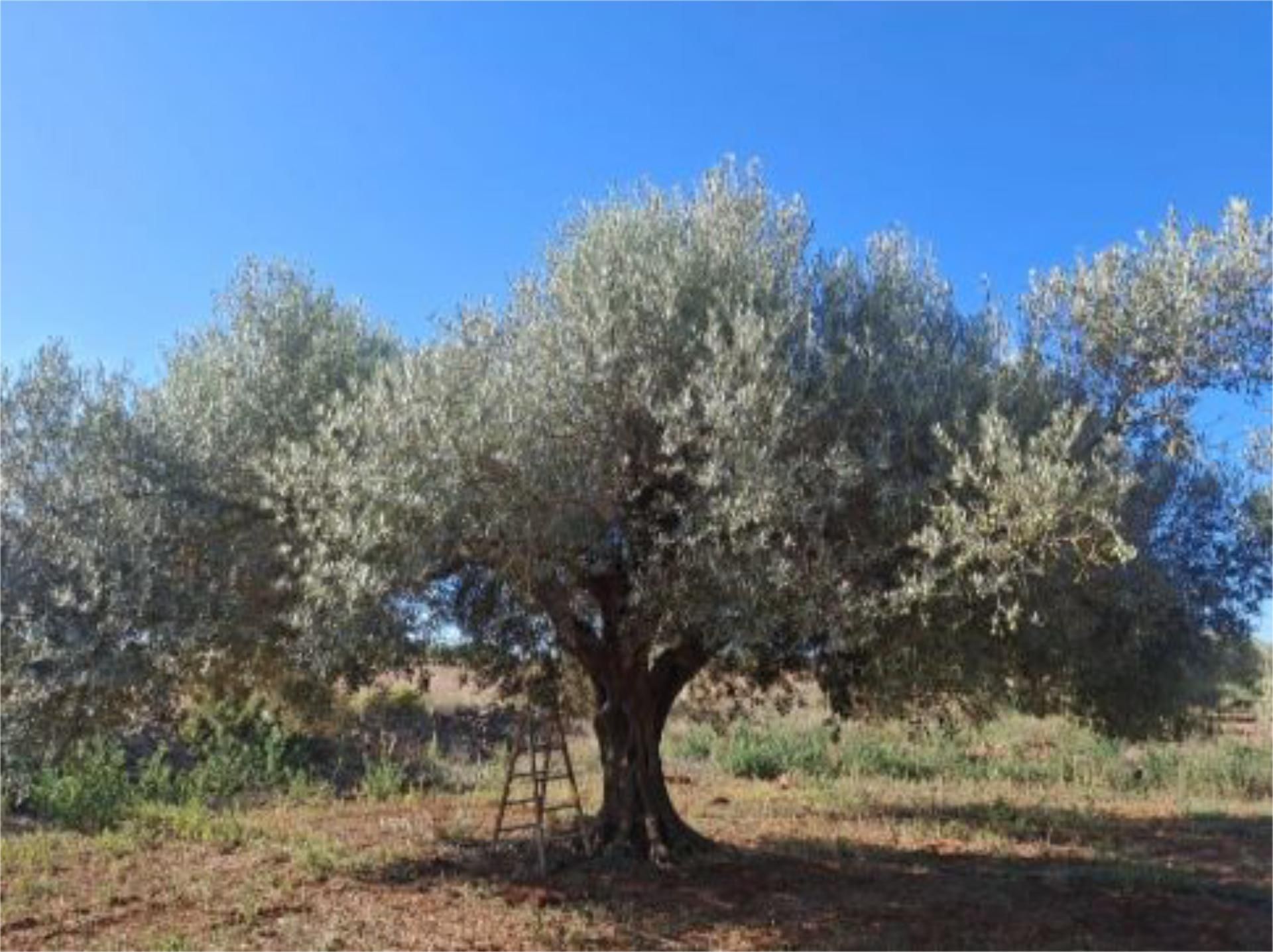 Jardí de Finca rústica en venda en Benicarló