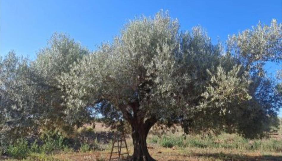 Finca rústica en venta en Carretera de la Fossa D'en Pastor, 206, Pueblo, Castellón - imagen 1 Foto 1 de Finca rústica en venta en Carretera de la Fossa D'en Pastor, 206, Pueblo, Castellón