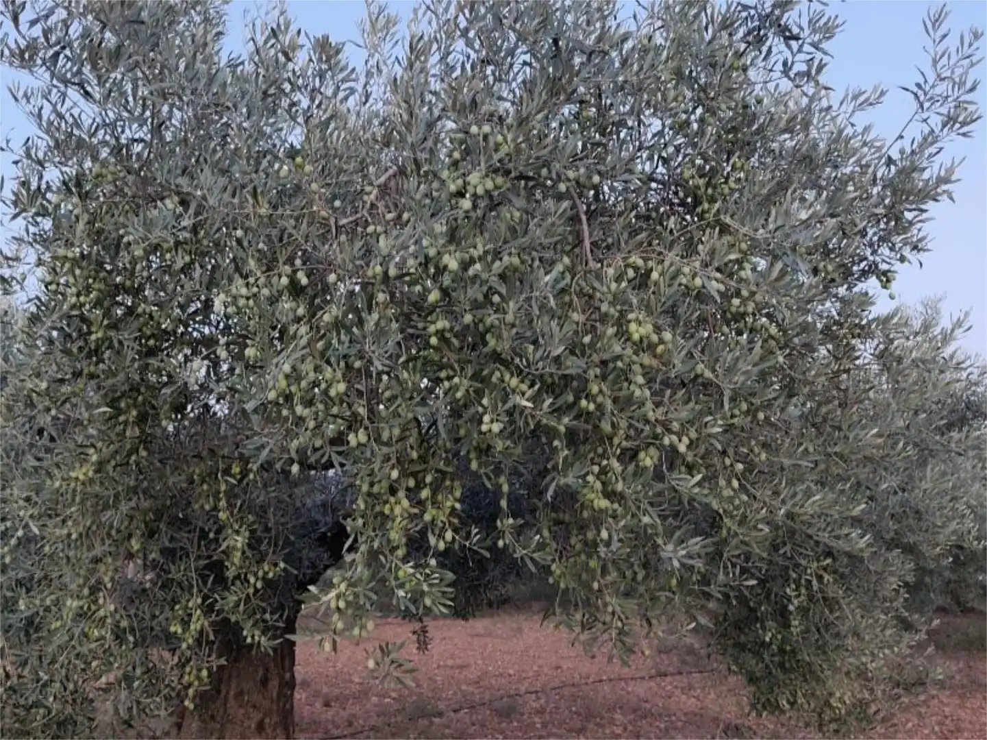 Garden of Country homes for sale in Benicarló