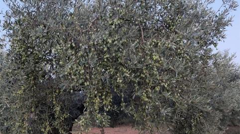 Finca rústica en venta en Carretera de la Fossa D'en Pastor, 206, Pueblo, Castellón - imagen 2 Foto 2 de Finca rústica en venta en Carretera de la Fossa D'en Pastor, 206, Pueblo, Castellón