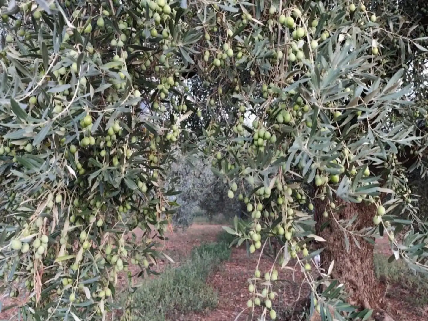 Garden of Country homes for sale in Benicarló