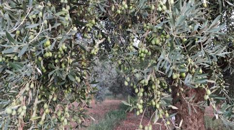 Finca rústica en venta en Carretera de la Fossa D'en Pastor, 206, Pueblo, Castellón - imagen 3 Foto 3 de Finca rústica en venta en Carretera de la Fossa D'en Pastor, 206, Pueblo, Castellón