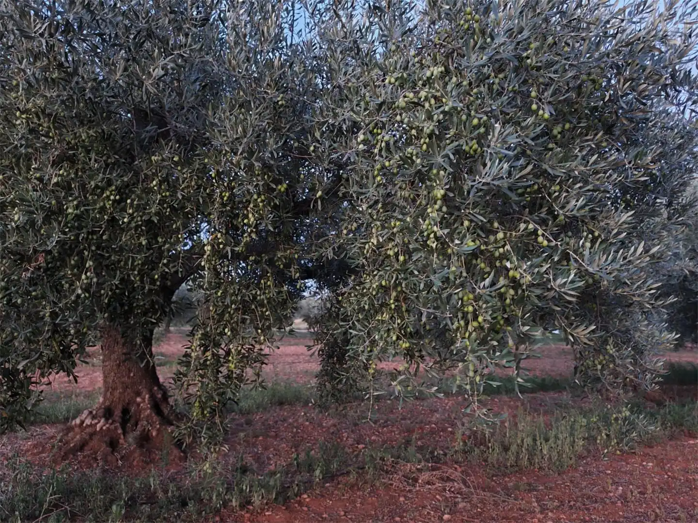 Garden of Country homes for sale in Benicarló