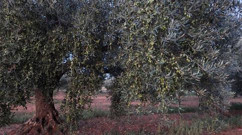 Finca rústica en venta en Carretera de la Fossa D'en Pastor, 206, Pueblo, Castellón - imagen 4 Foto 4 de Finca rústica en venta en Carretera de la Fossa D'en Pastor, 206, Pueblo, Castellón