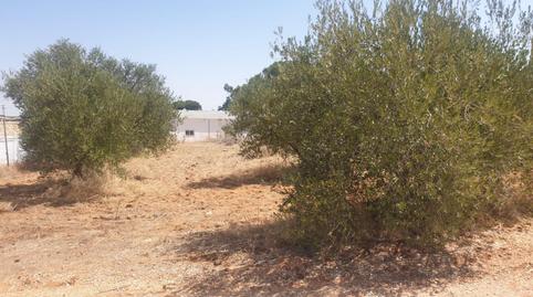 Terreno en venta en Calle Mejillón, 23, San Jerónimo - La Bachillera, Sevilla Capital - imagen 3 Foto 3 de Terreno en venta en Calle Mejillón, 23, San Jerónimo - La Bachillera, Sevilla Capital