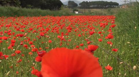 Finca rústica en venda a Diseminado Veinat de Sant Daniel, 79, Mas Mora - Sant Daniel, Barcelona - imatge 5 Foto 5 de Finca rústica en venda a Diseminado Veinat de Sant Daniel, 79, Mas Mora - Sant Daniel, Barcelona