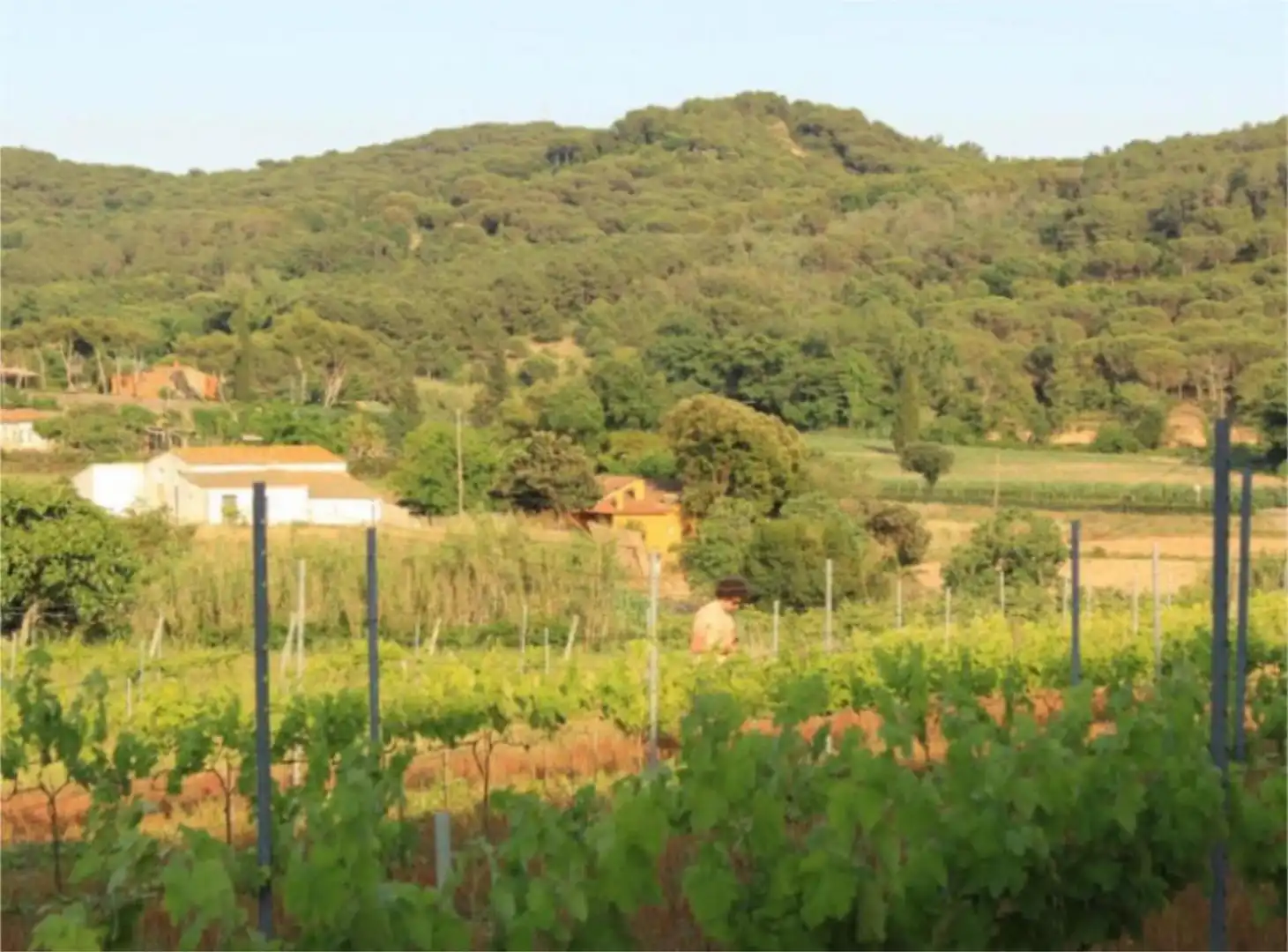Finca rústica en venda a Diseminado Veinat de Sant Daniel, 79, Mas Mora - Sant Daniel Jardí de Finca rústica en venda en Tordera amb Terrassa