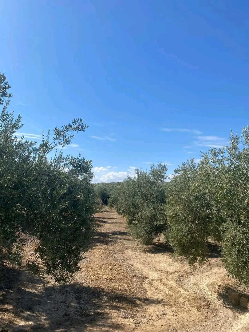 Finca rústica en venda a Calle Padre Manjon, 35, Cijuela Finca rústica en venda en Cijuela