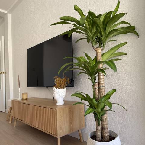 Piso en Alquiler en Calle Picasso, 4 en Las Torres de Cotillas