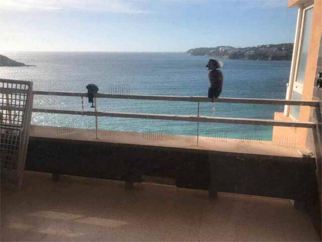 Piso en Alquiler en Magaluf