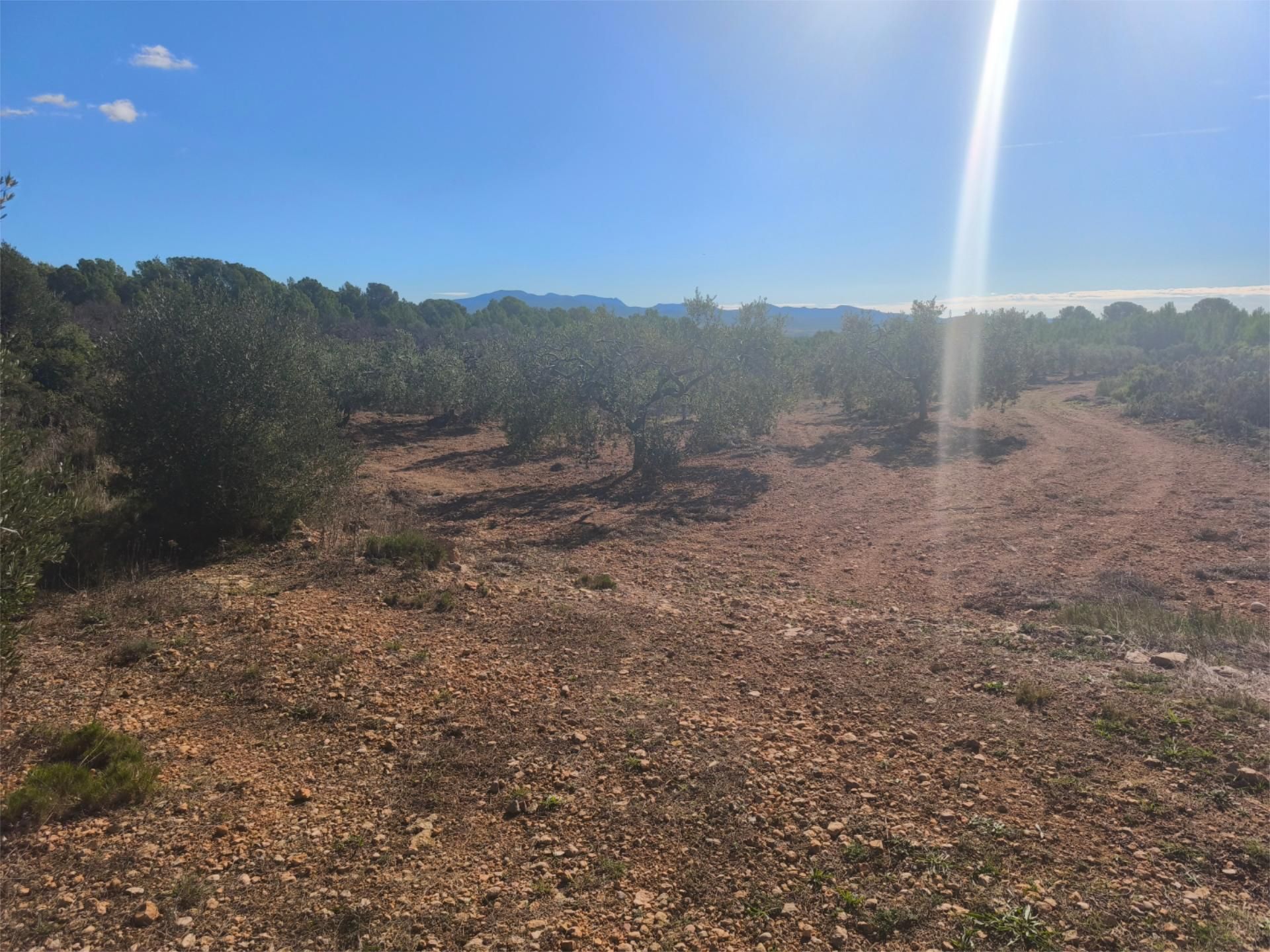 Finca rústica en venta en El Pont d'Armentera Finca rústica en venta en El Pont d'Armentera