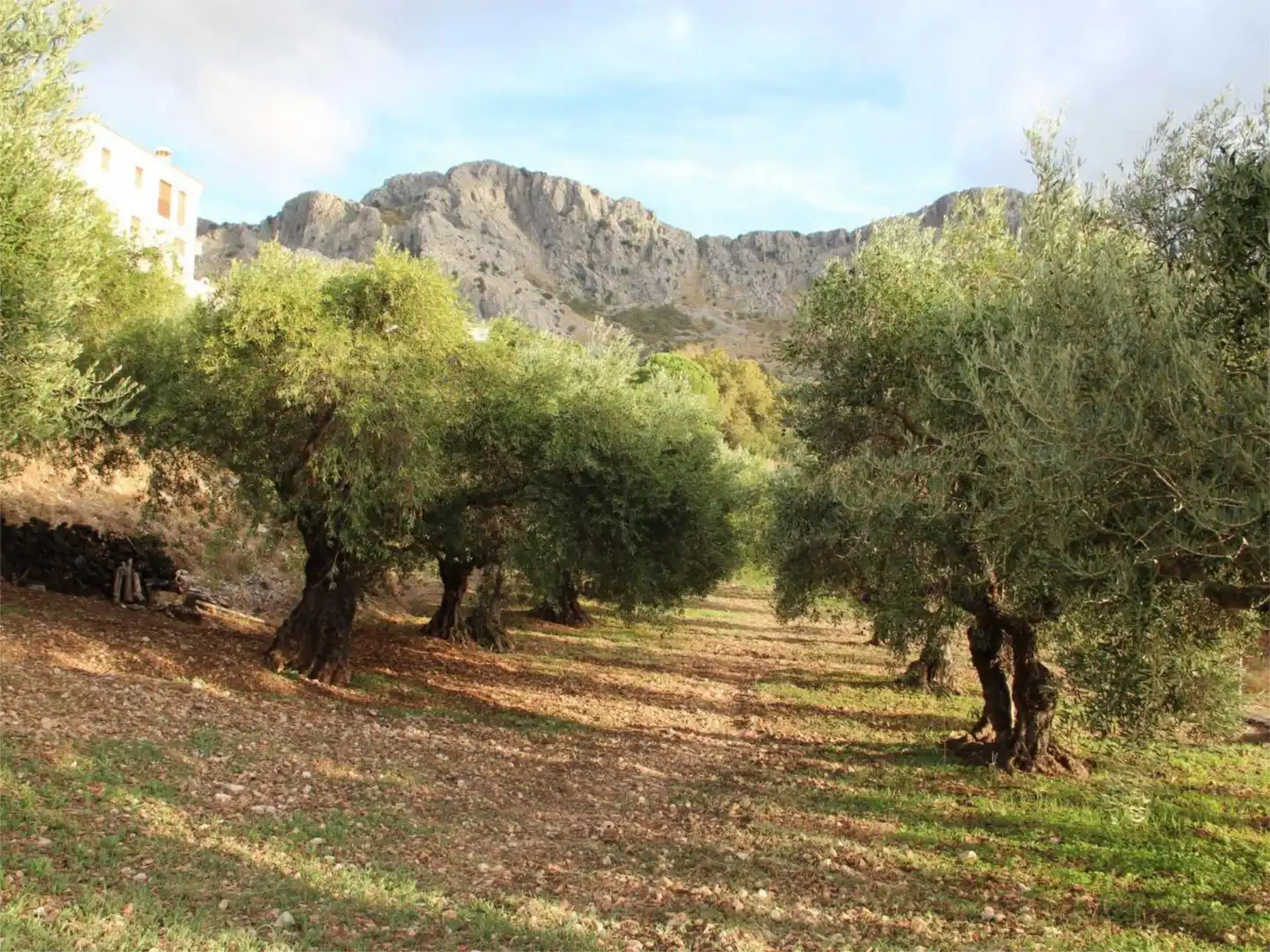 Pis en venda a Avenida de Cadiz, 3, Benaocaz Vista exterior de Pis en venda en Benaocaz amb Jardí privat, Terrassa i Traster