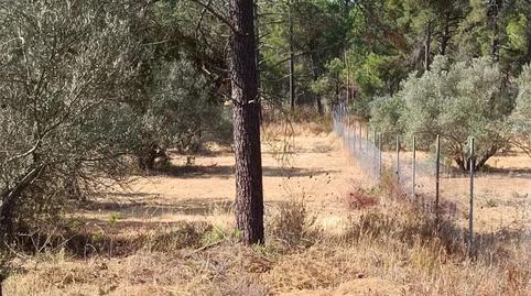 Finca rústica en venda a Calle Camino de la Ermita, 21, Villablanca, Huelva - imatge 2 Foto 2 de Finca rústica en venda a Calle Camino de la Ermita, 21, Villablanca, Huelva