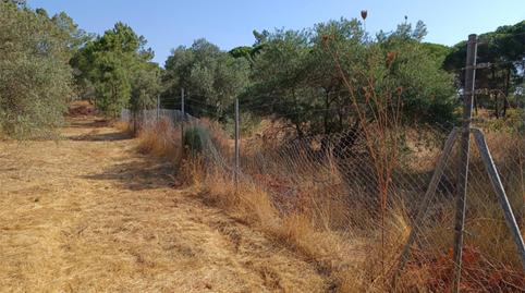 Finca rústica en venda a Calle Camino de la Ermita, 21, Villablanca, Huelva - imatge 4 Foto 4 de Finca rústica en venda a Calle Camino de la Ermita, 21, Villablanca, Huelva